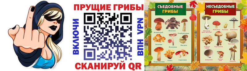 kraken Валуйки Псилоцибиновые грибы Psilocybine cubensis